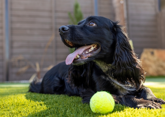 Images Waterloo Turf North Dallas