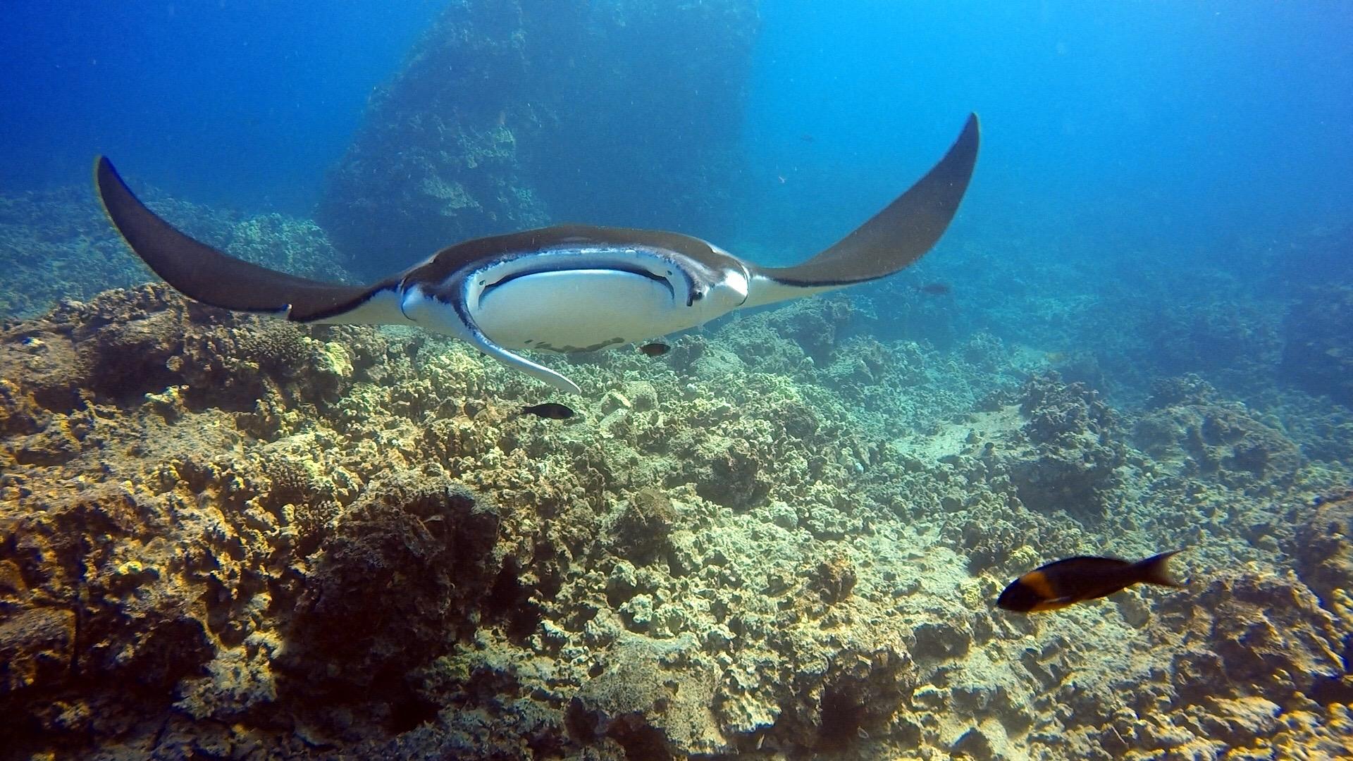 Kona Honu Divers