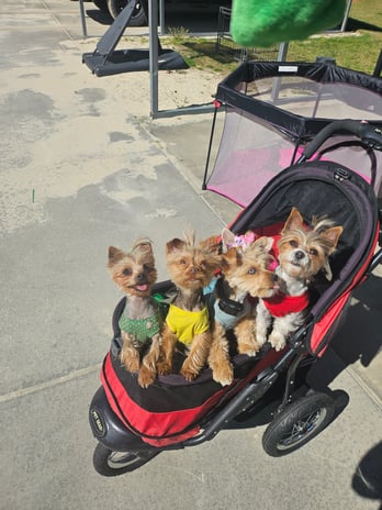 Images Bad, Beautiful & Bossy AKC Yorkies