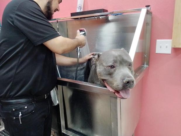 Images Well Groomed Pets McAllen