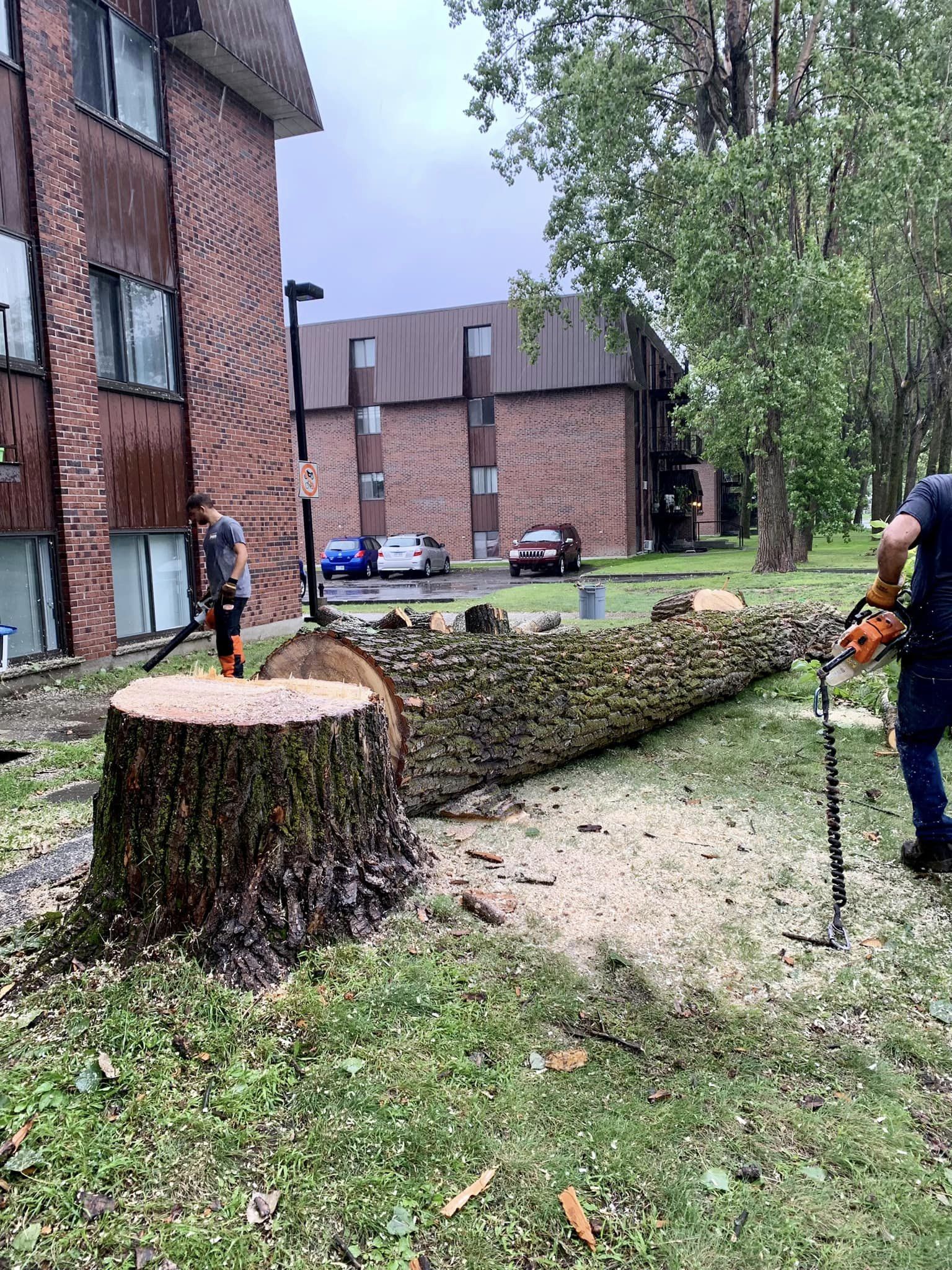 Images Arboriculture PH