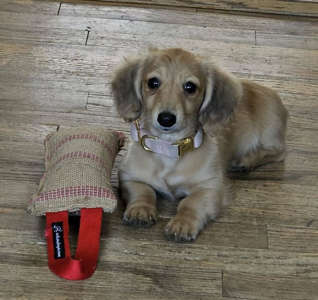 Images ABC's of Dog Training