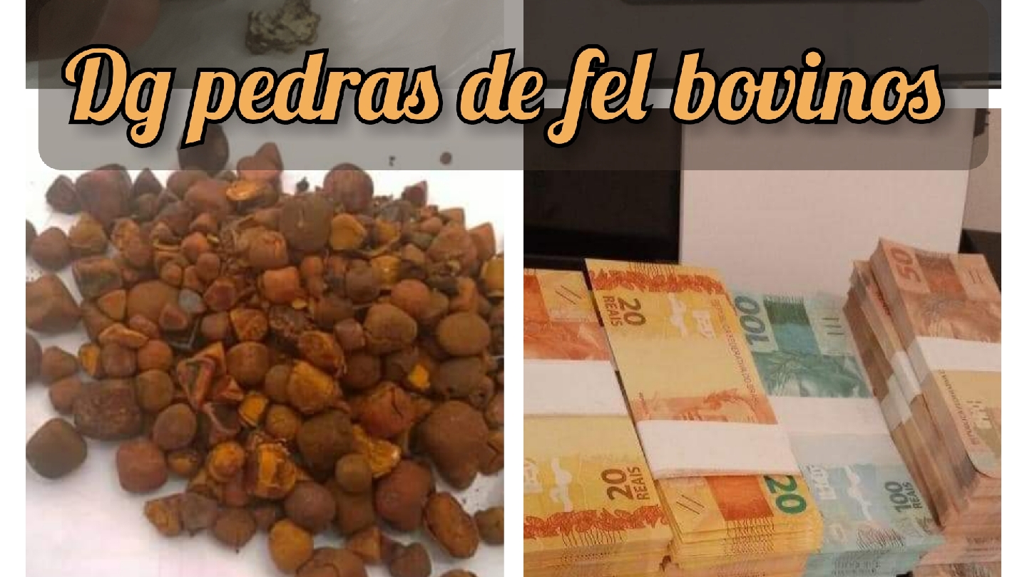 Images Dg pedras de fel bovinos