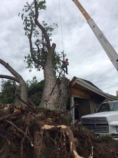 Glovier's Tree Service Photo