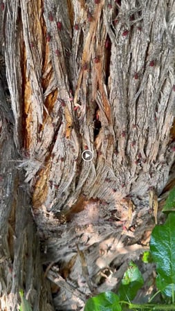 Images Candor Pest Control