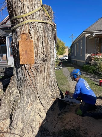 Images Big Sky Tree Care
