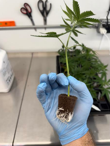 Images Lowcountry Legacy Farms