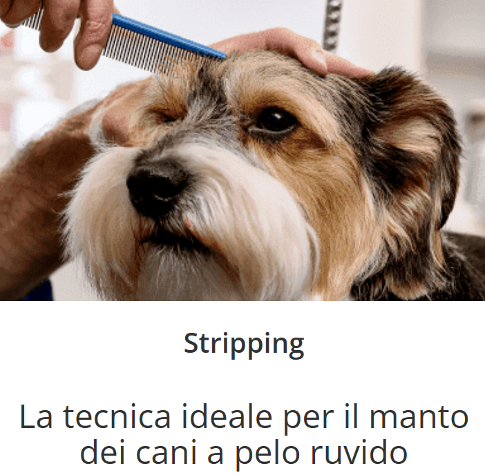 Images Ciuffo Ribelle Toelettatura per Cani
