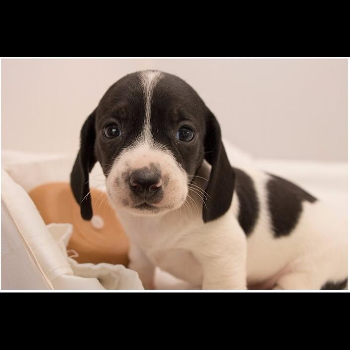 Available Cute Dachshund Home