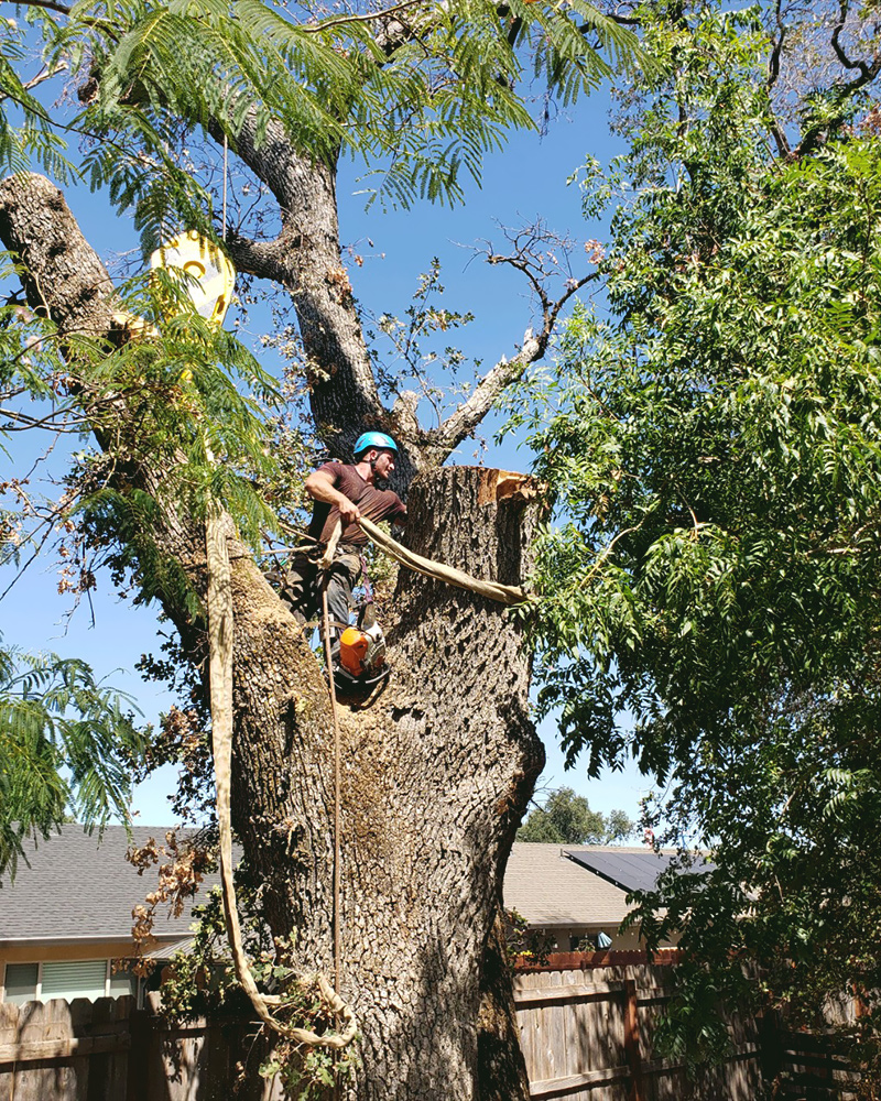 All Aspect Tree Service