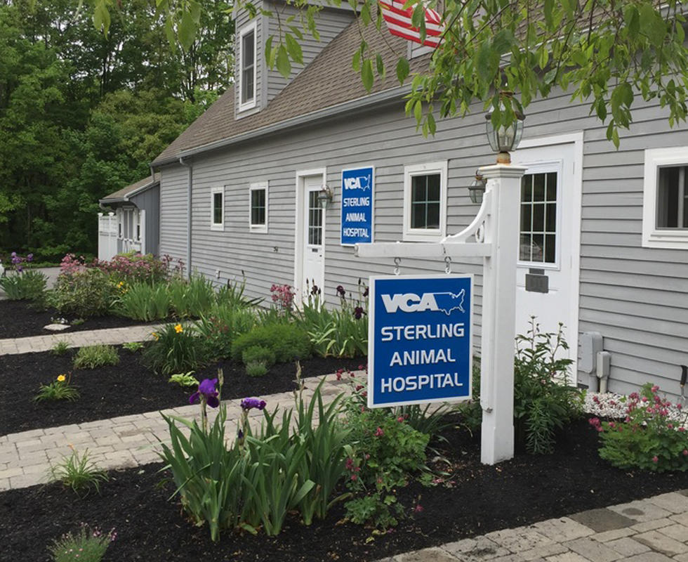 Welcome to VCA Sterling Animal Hospital!