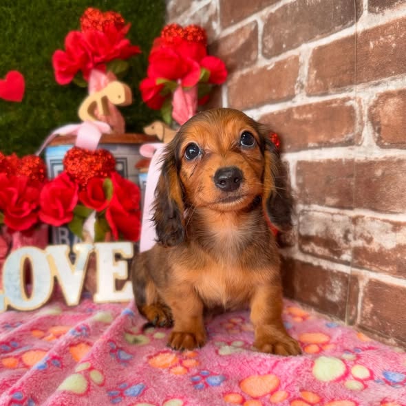 Puppies Direct Image