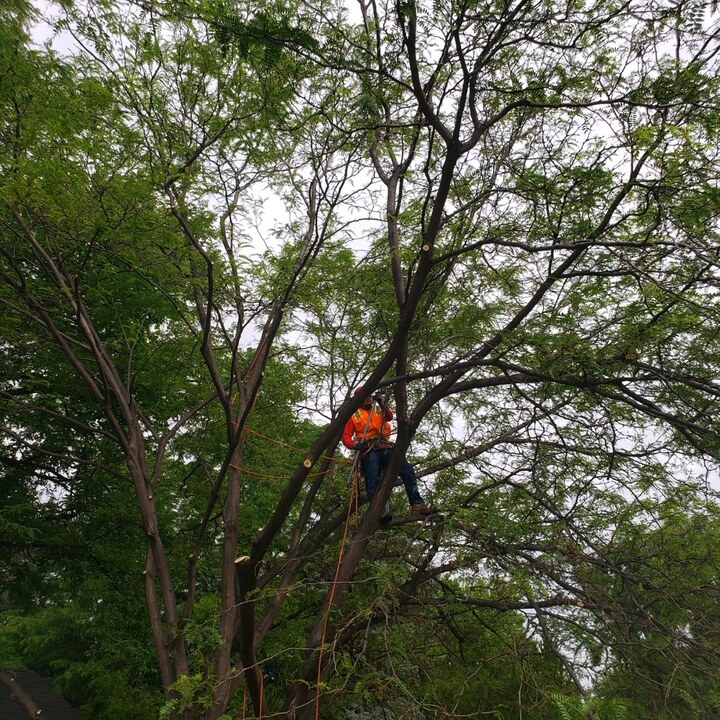 Images Newell Bros tree & landscaping Service