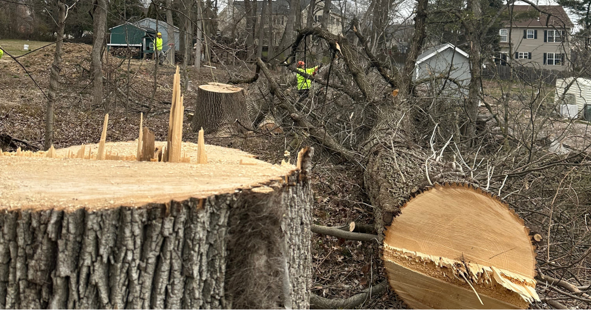 Stump Removal & Grinding in Ambler, PA