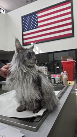 Images VCA Palm Beach Veterinary Specialists