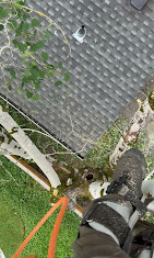 Images Alexa's Tree Service