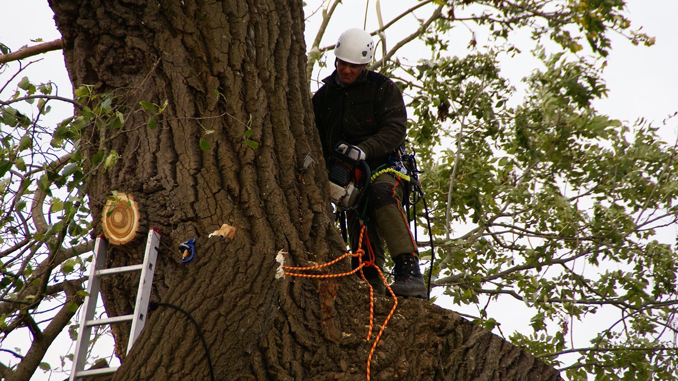 Images MJ Tree Care