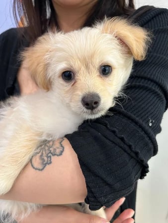 Images Petfolk Veterinary & Urgent Care - East Cobb Marietta