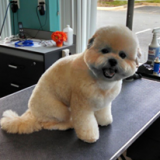 Images Featherle Pet Care Chantilly