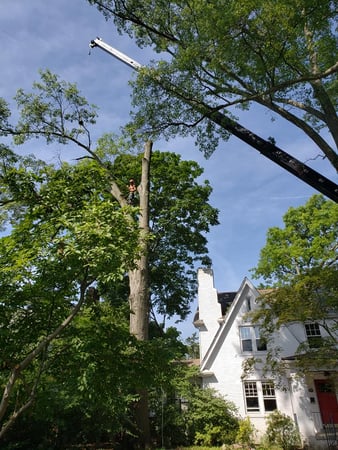 Images Cox Tree Service