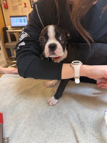 Images VCA Southeast Portland Animal Hospital