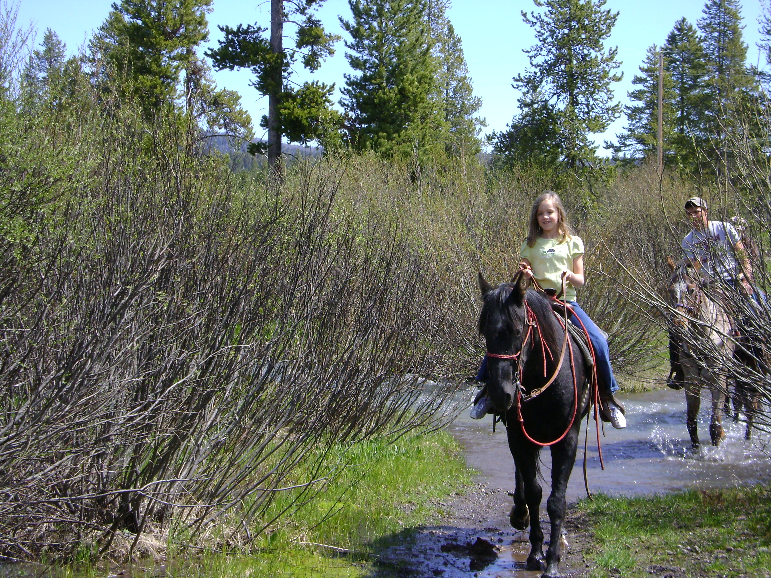 Yellowstone Horses at Eagle Ridge Ranch