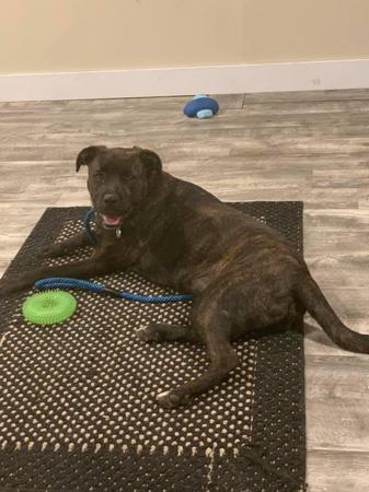 Images Elkhound Ranch Kennels