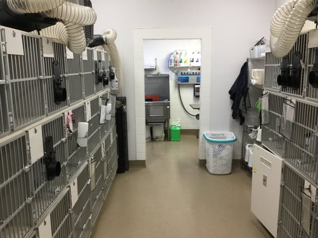 Images Petco Grooming