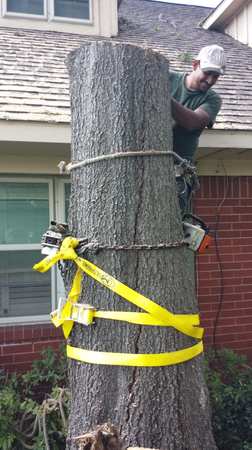 Images TNT Tree Service