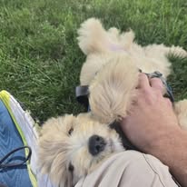 Images Canine Harmony