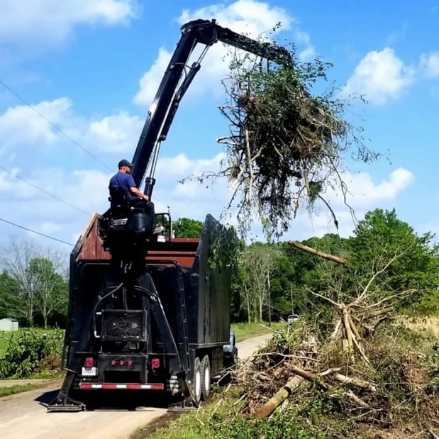 Images Green Leaf Tree Service