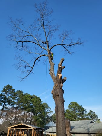 Images Carolina Tree Experts