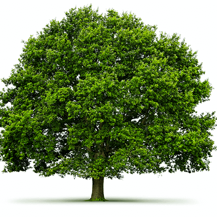Healthy Tree Services