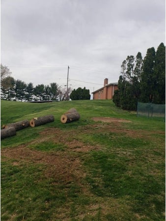 Images Jorge's Tree Service, LLC