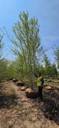 Images The Ranch Tree Services