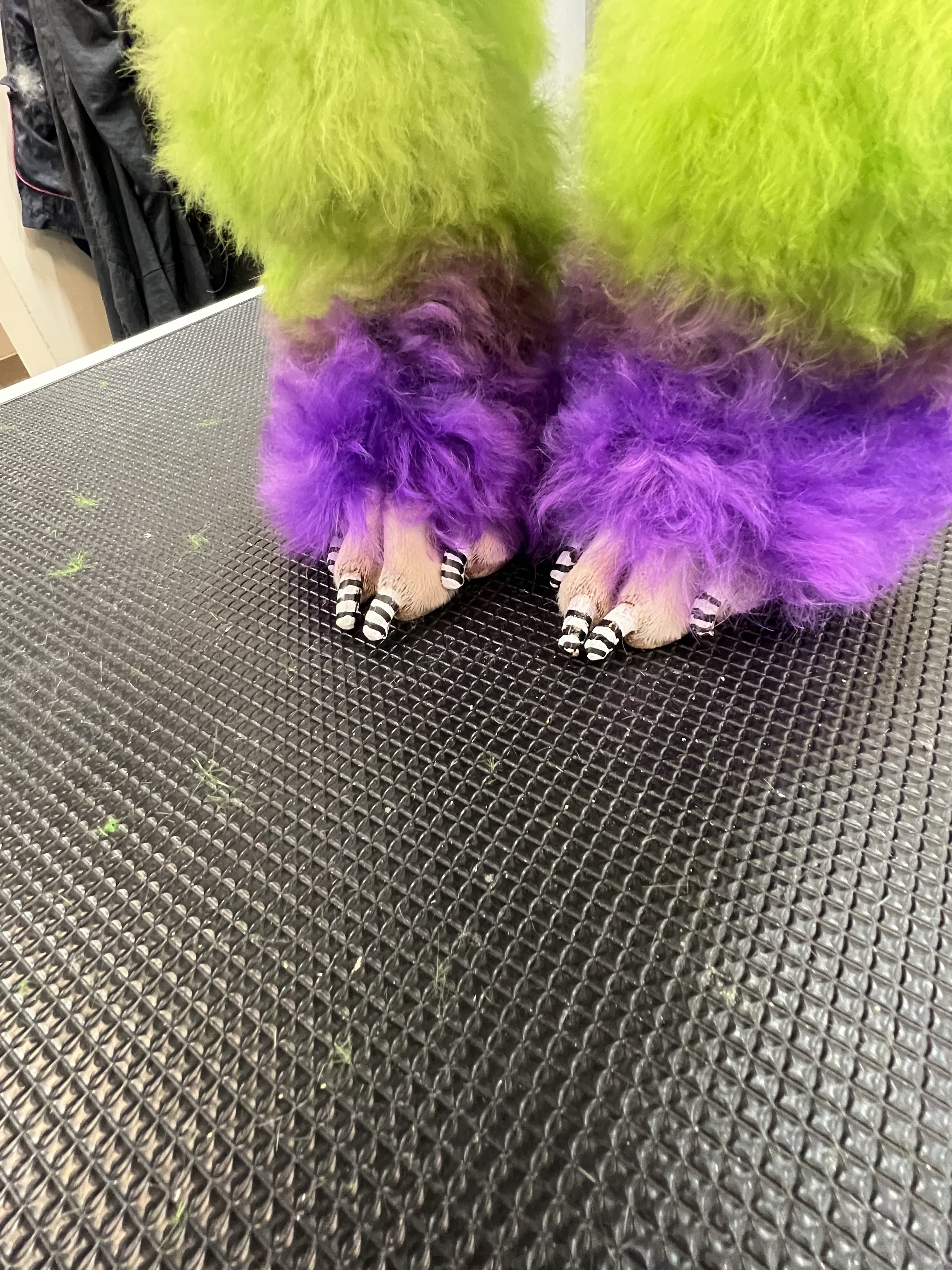 A close-up shot of a dog's paws with vibrant green fur on the upper part and fuzzy purple fur on the lower part. The paws have been meticulously decorated with black and white striped nail polish, resembling a playful, almost costume-like appearance. The paws are resting on a textured, dark gray surface that appears to be a grooming table. Scattered green tufts of fur are visible on the surface.