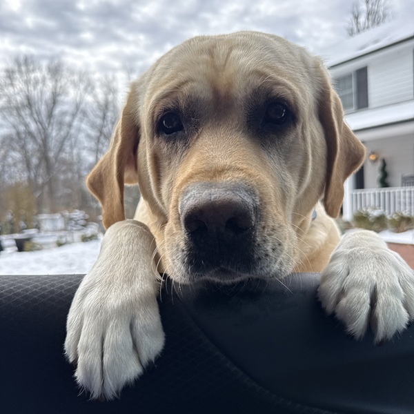 New Invisible Fence® dog trainee in Brown County, Indiana