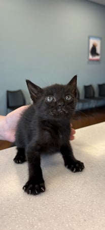 Images PetWellClinic - Emory Rd