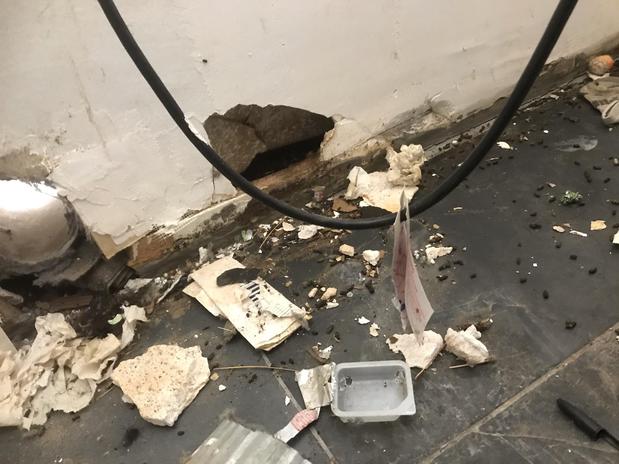 Images Rodent Solution