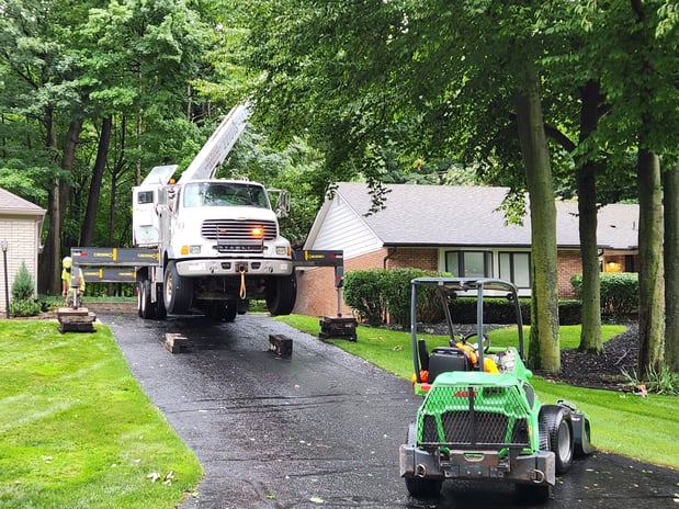 Images Clean Cut Tree Experts