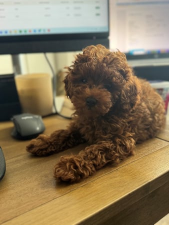 Images Michelle Belesky - State Farm Insurance Agent