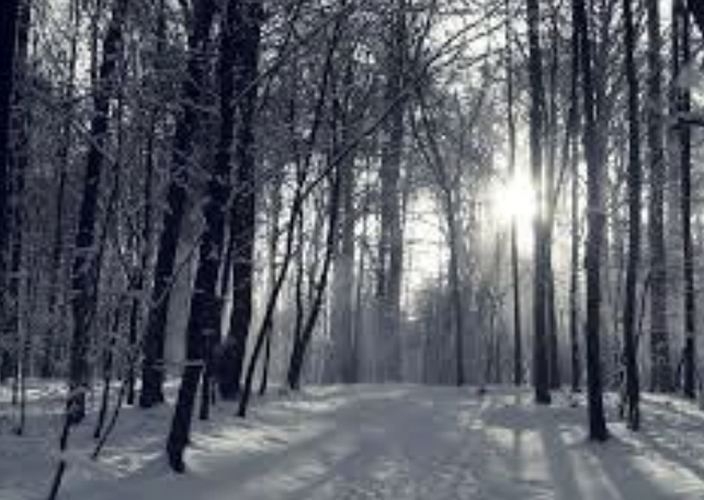 Sunlight streaming through snow-covered birch trees in a winter forest, creating dramatic rays of light and long shadows on a snow-covered path