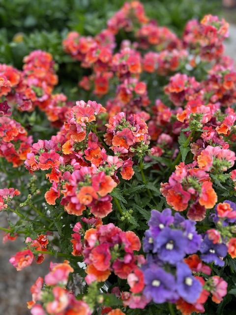 Images Blanchard’s Blossoms and Garden Center