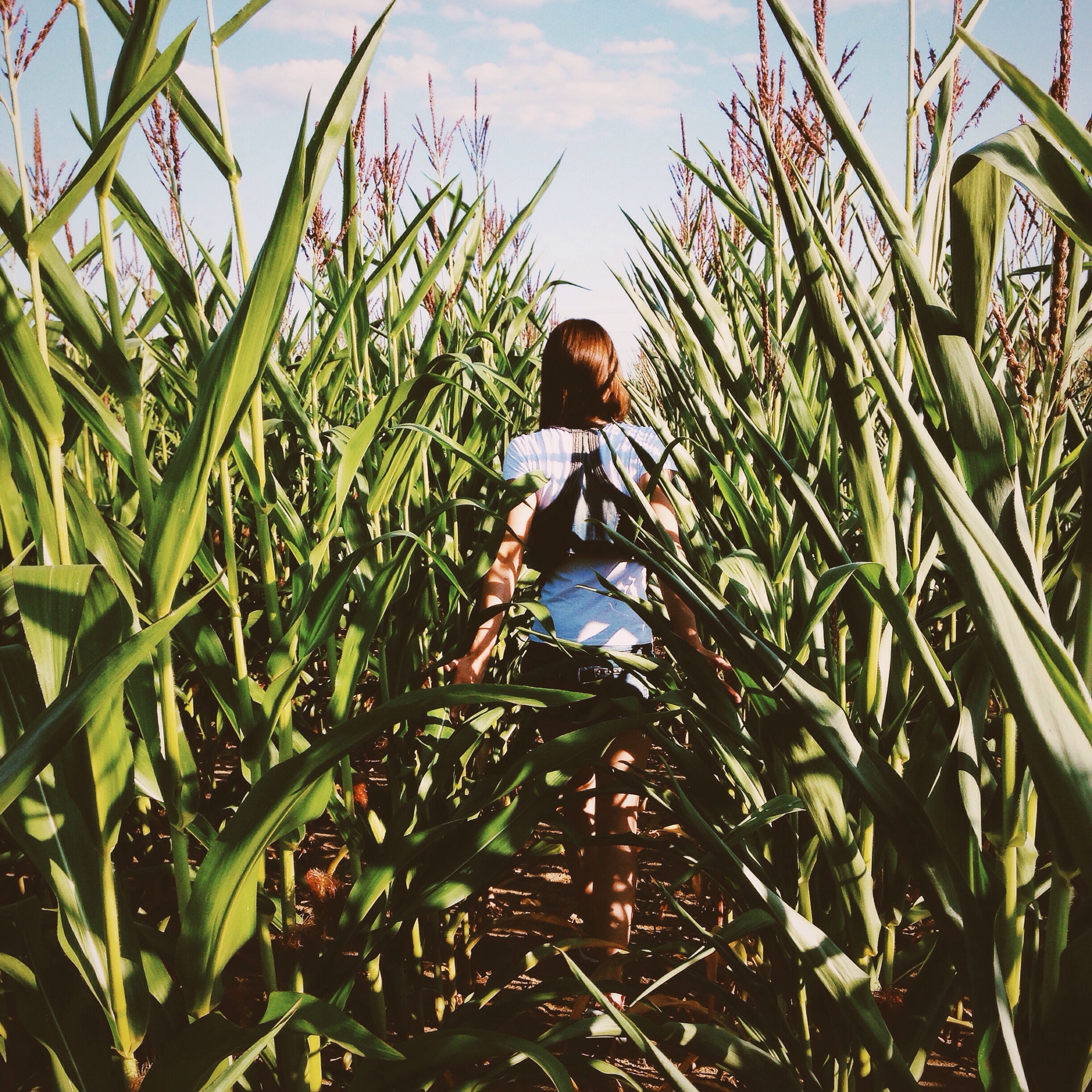 A guest walks through the tall green stalks of the corn maze at Pumpkin Jack's Ranch, offering an engaging seasonal challenge and outdoor adventure for visitors of all ages exploring the Central Coast.
