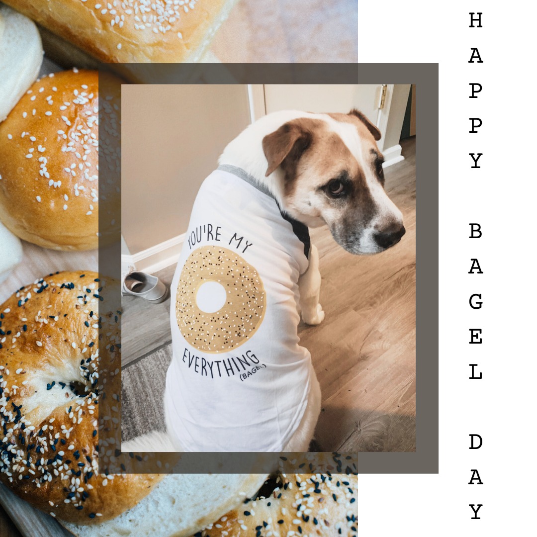 Gregory Veterinary Clinic – Happy Bagel Day Celebration