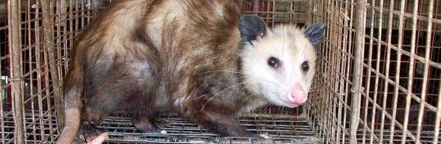 Images Bug State Pest Control