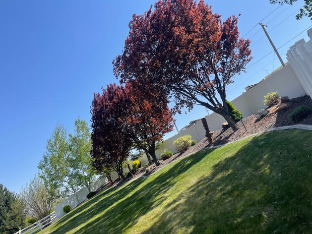 Images Arias Tree Service