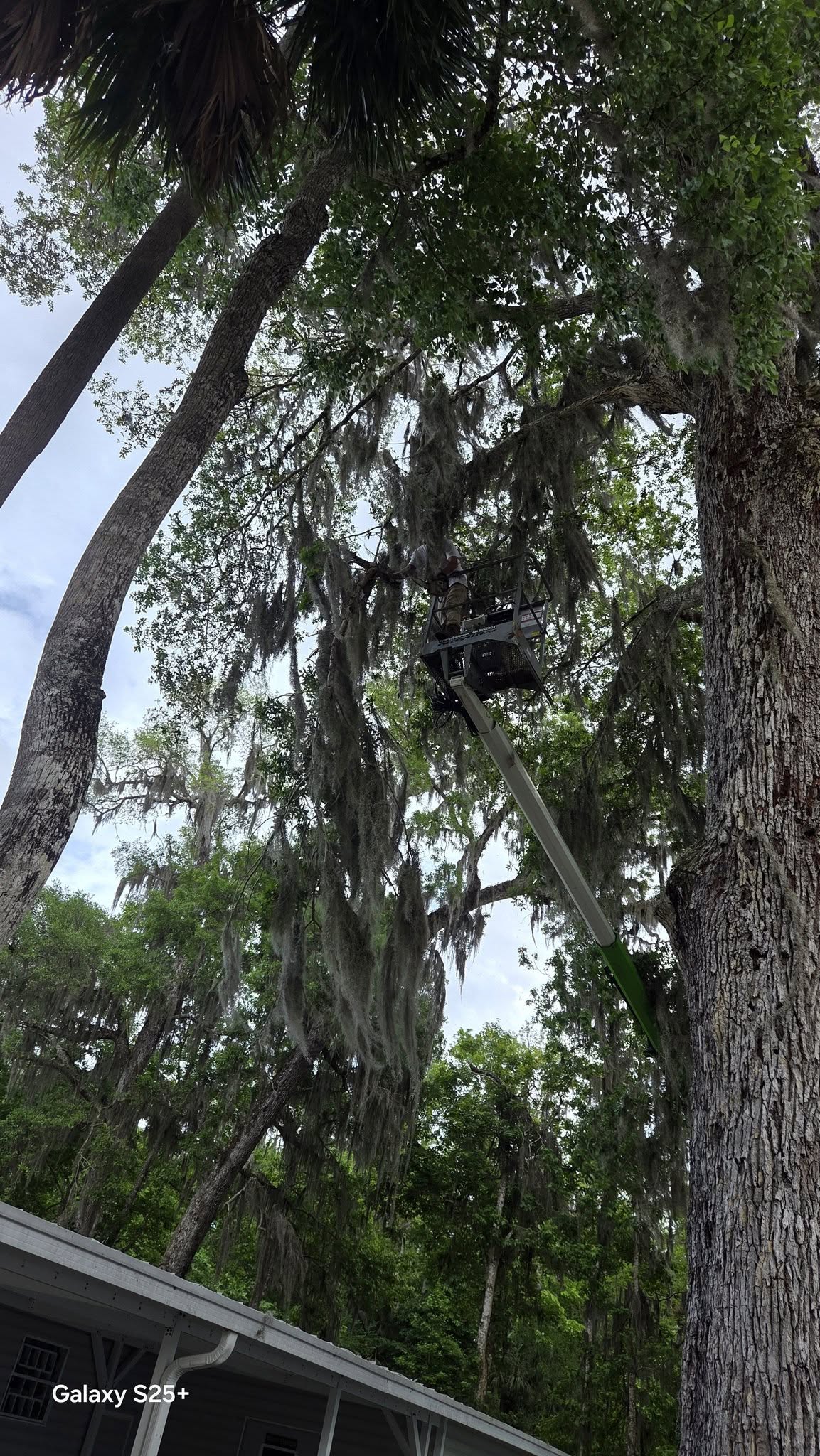 Tree Pros + Odds & Ends
