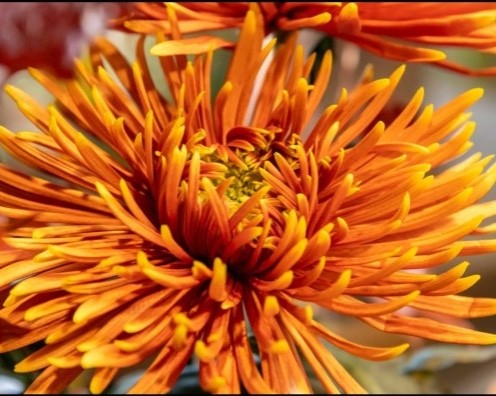 Bilder Blumen Grütter