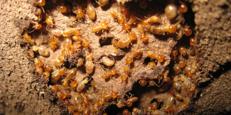 When you trust us to provide termite control, you protect your commercial building&rsquo;s structure.